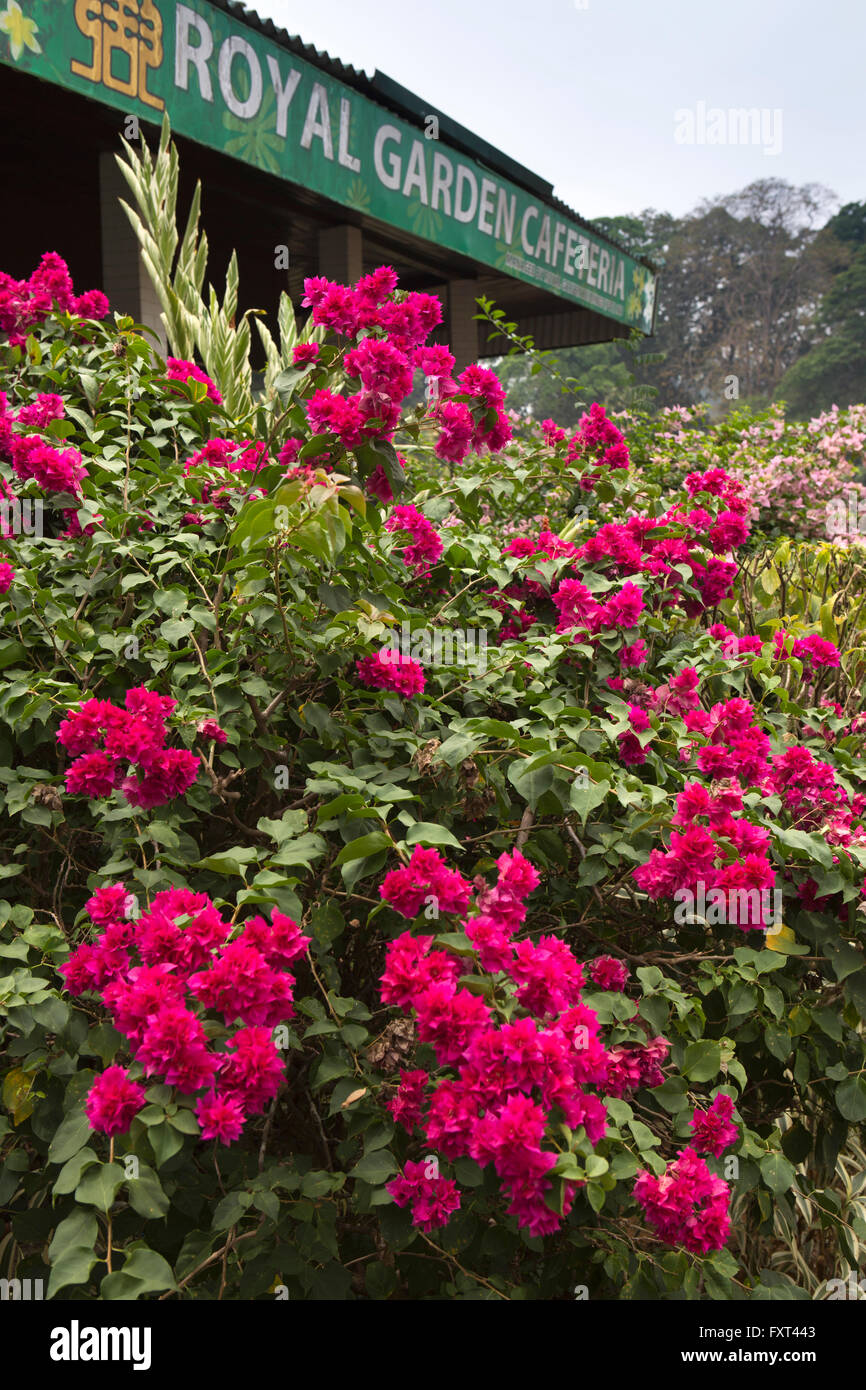 Sri Lanka, Kandy, Peradeniya Botanical Gardens, Bougainvillea in Cafeteria Stockfoto