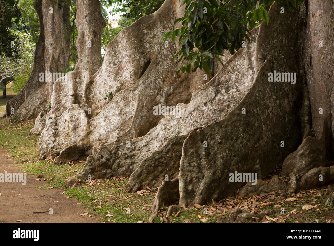 Sri Lanka, Kandy, Peradeniya Botanical Gardens, Giant Java Mandel-Baum Festungsstadt Wurzeln Stockfoto