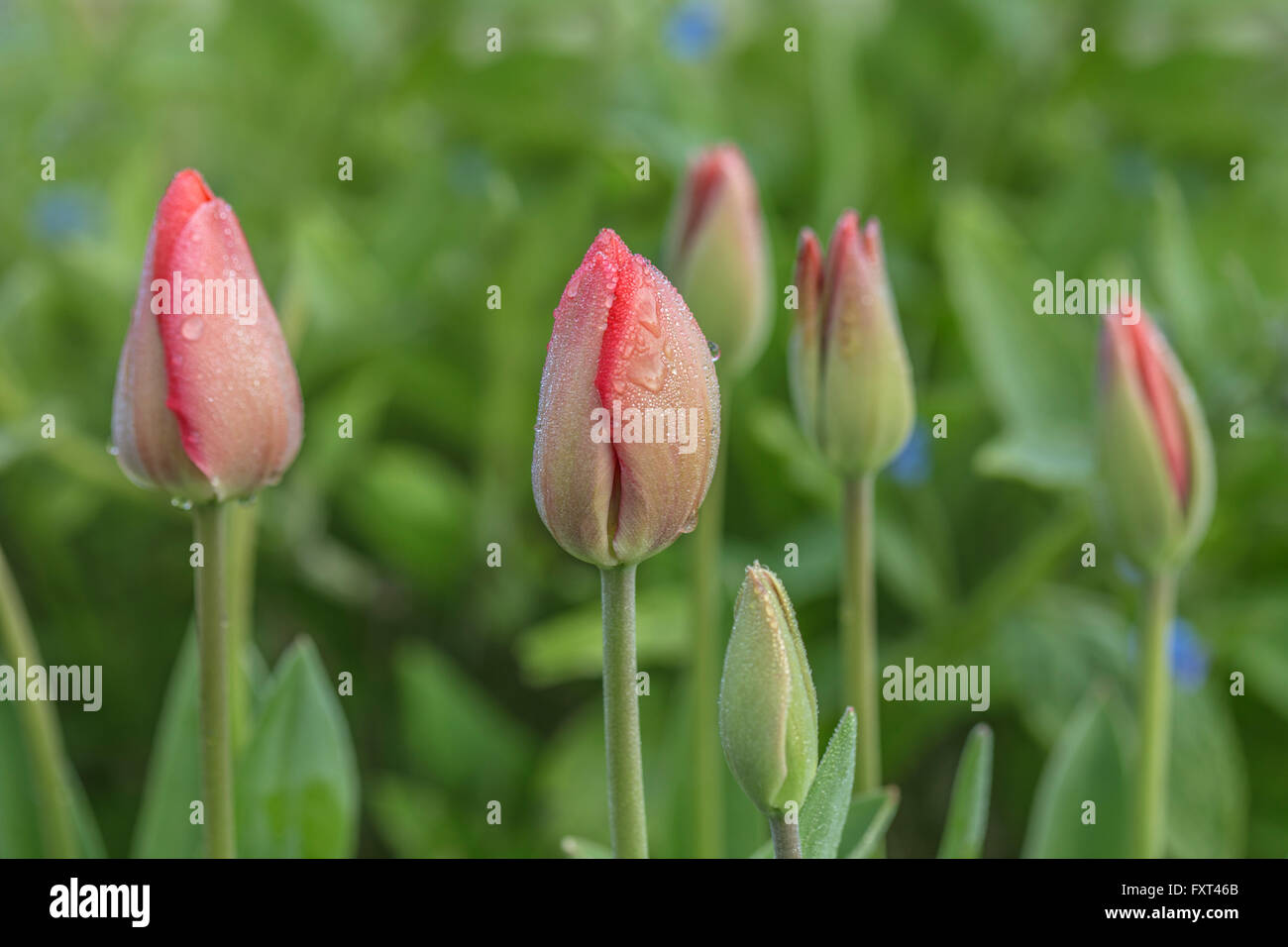 Ungeöffnete Tulpe Blumen bedeckt mit Morgentau. Stockfoto