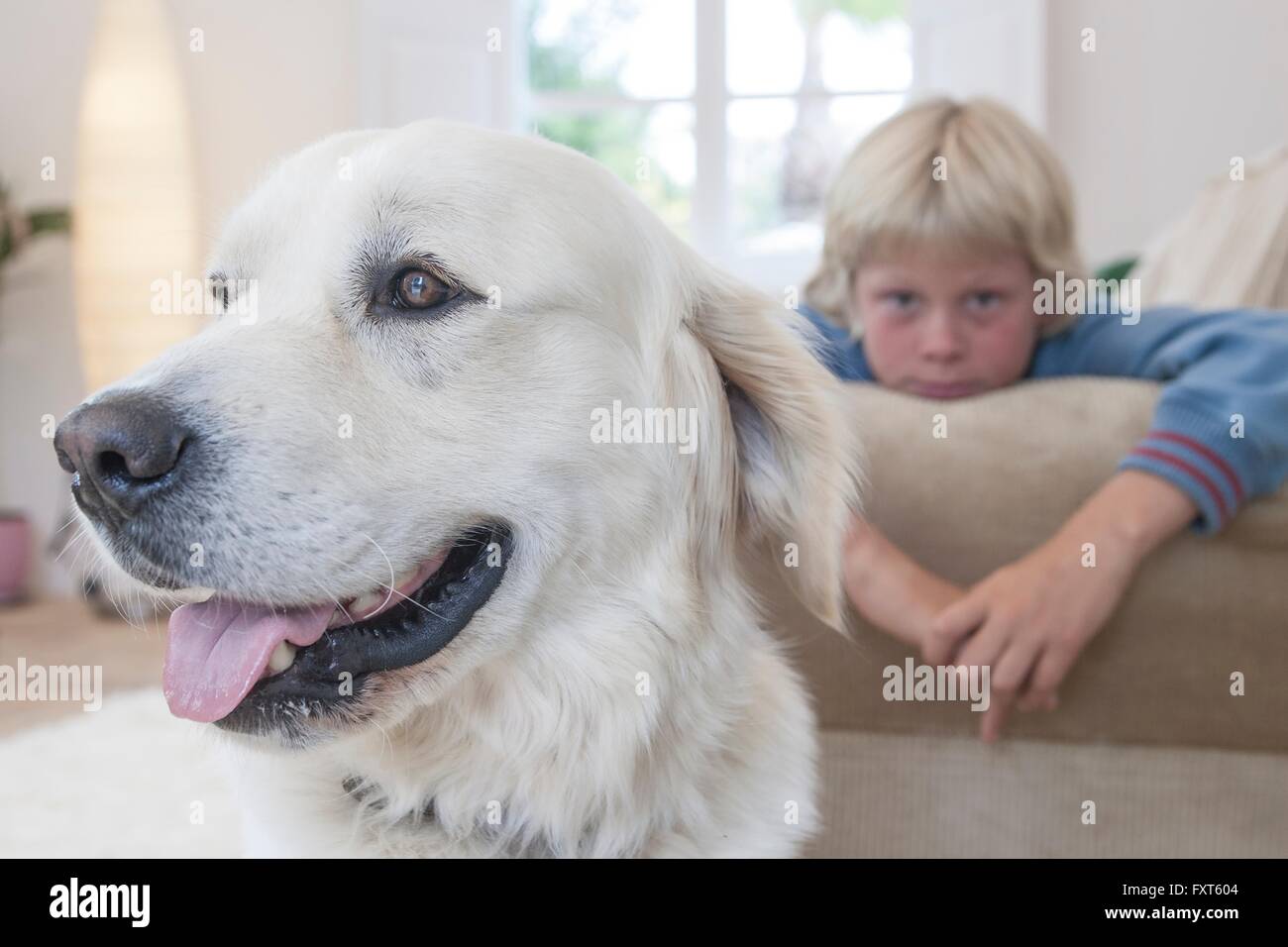 Nahaufnahme von Hund, junge stützte sich auf die Couch im Hintergrund Stockfoto