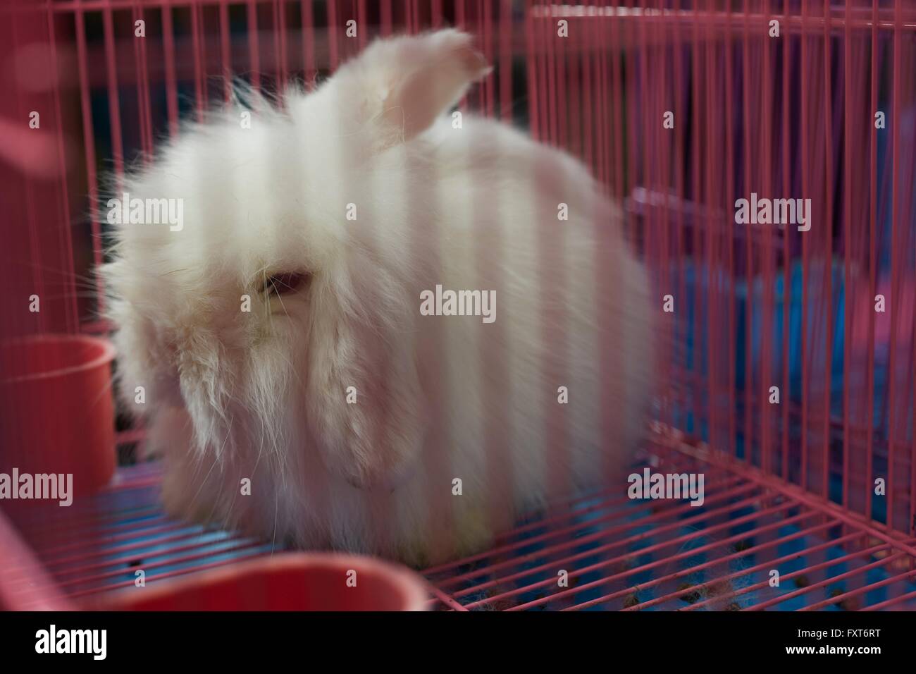 Flauschige weiße Kaninchen im Käfig am Shanghai Vogel und Blume Markt, China Stockfoto