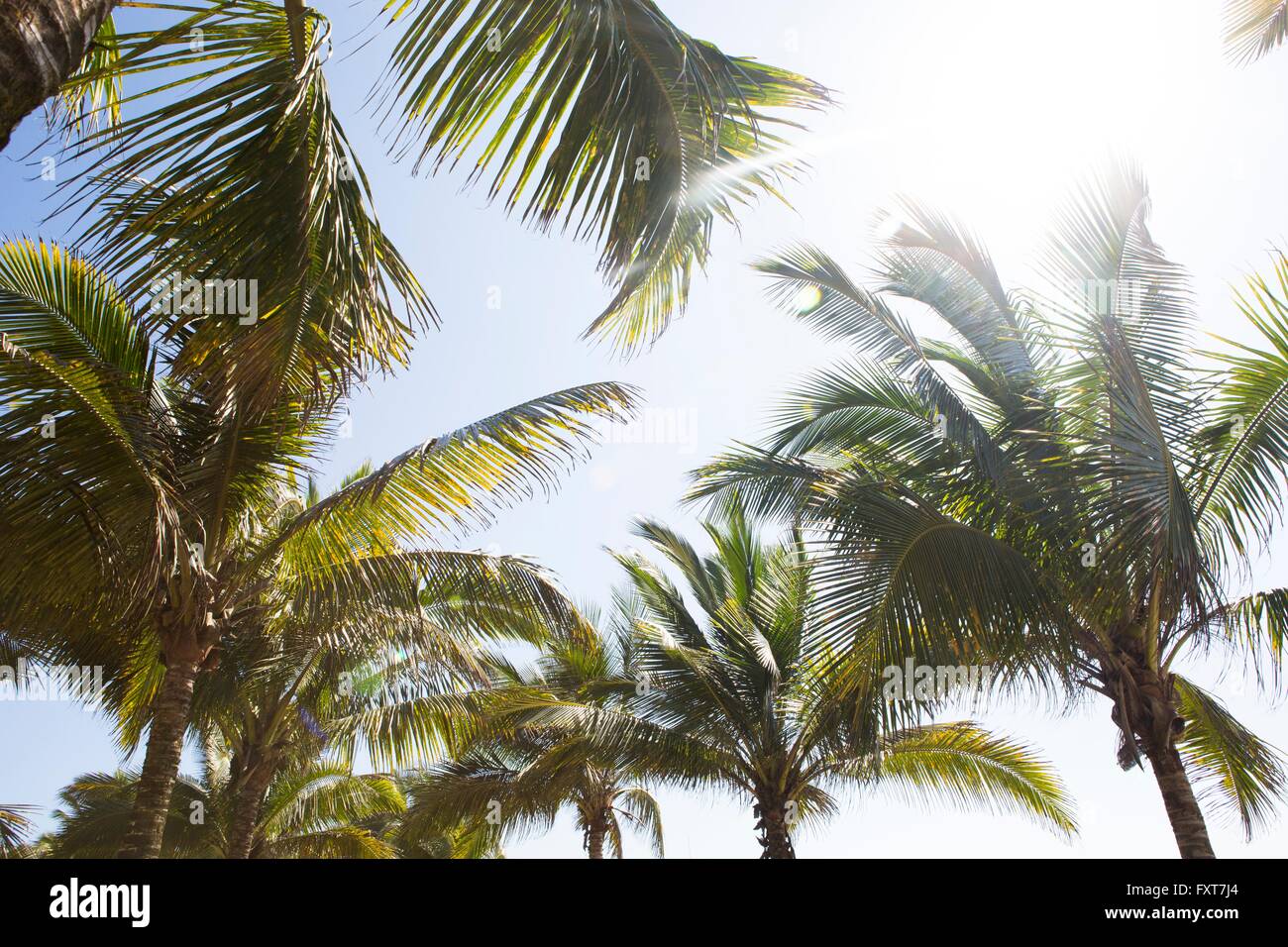 Palmen am sonnigen Tag Stockfoto
