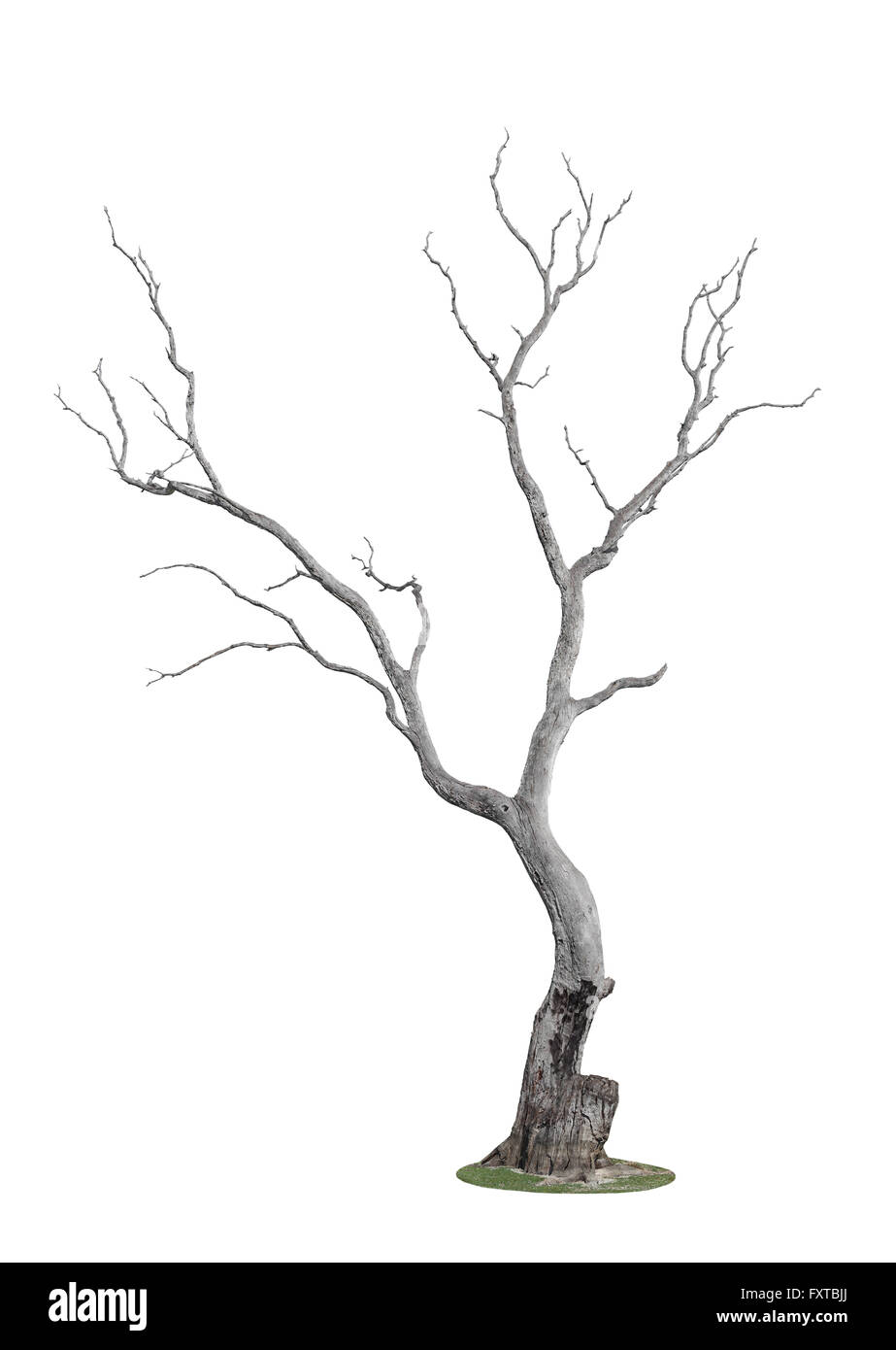 toter Baum mit Spuren von Feuer isolierten auf weißen Hintergrund Stockfoto
