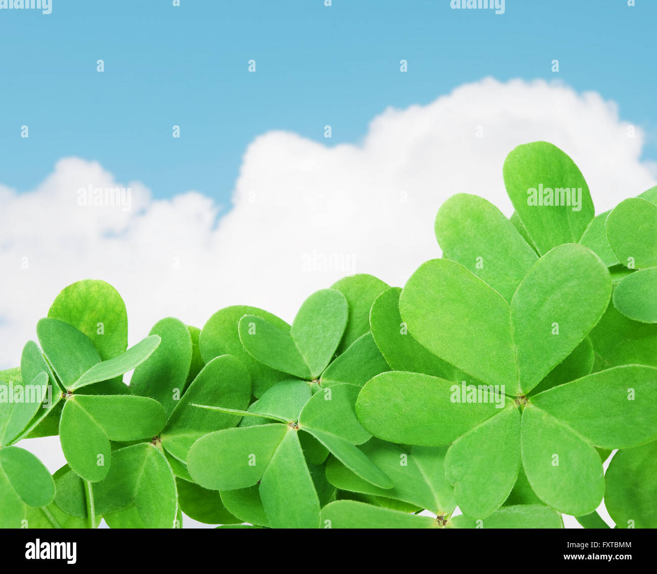 St. Patricks grünen Klee gegen bewölktem Himmel. Selektiven Fokus Stockfoto