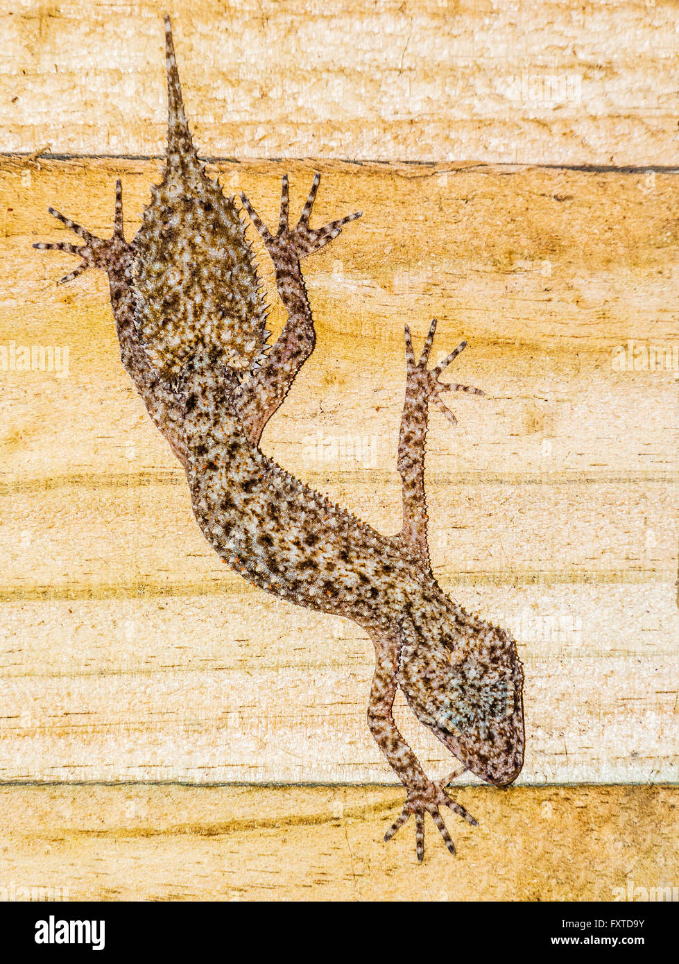 Südlichen Blatt-tailed Gecko, Phyllurus platurus Stockfoto