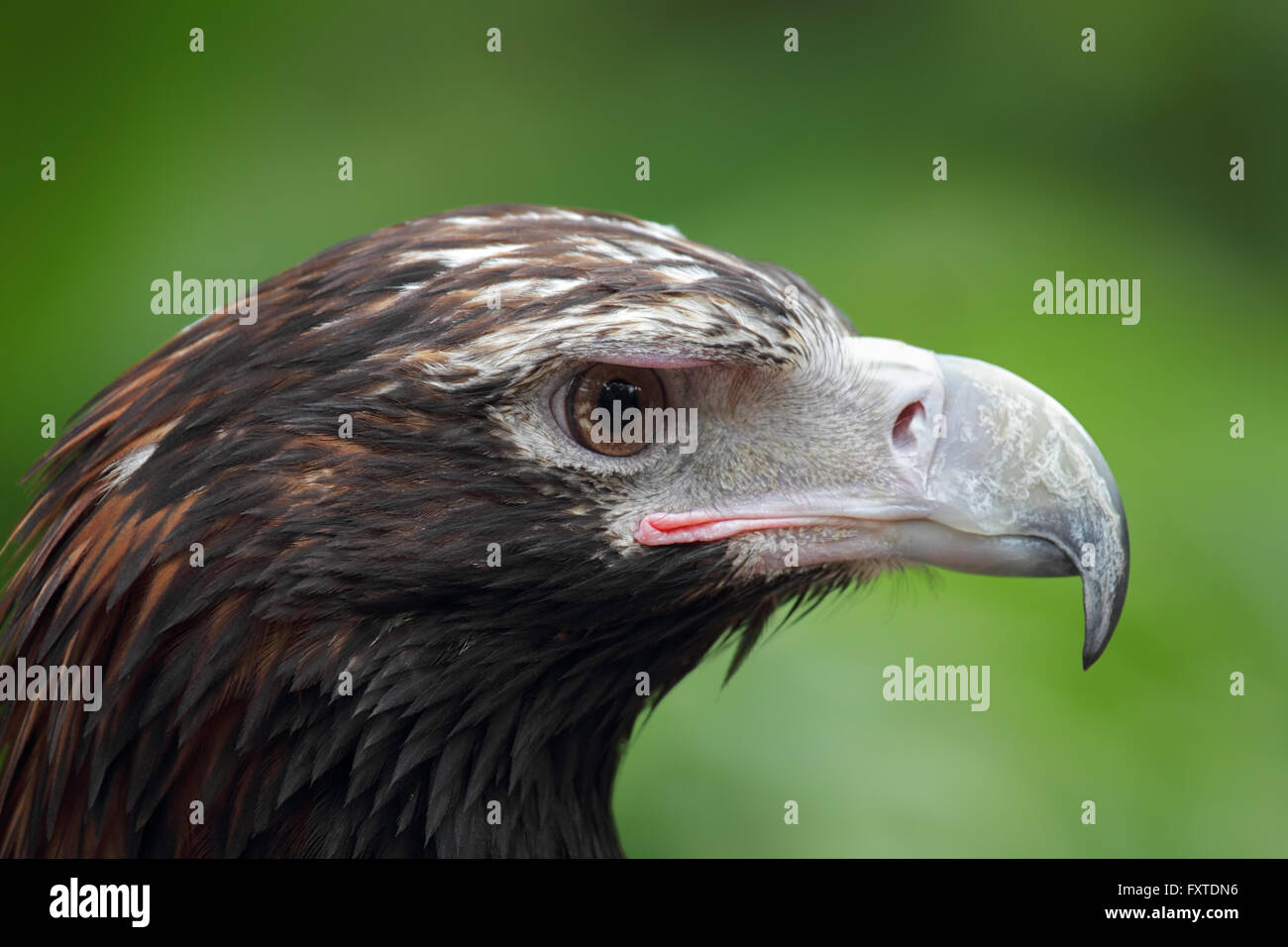 Nahaufnahme eines Wedge-tailed Eagle (Aquila Audax) in Queensland, Australien. Stockfoto