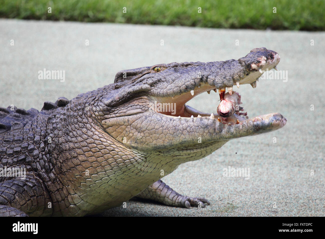 Salzwasser-Krokodil (Crocodylus Porosus) in Queensland, Australien. Stockfoto