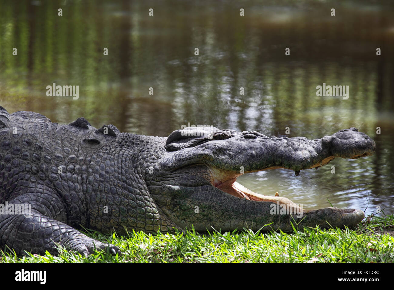 Salzwasser-Krokodil (Crocodylus Porosus) in Queensland, Australien. Stockfoto
