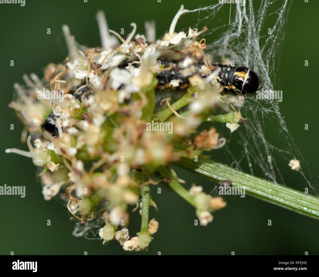 Depressaria Daucella Raupe auf Hemlock. Larve des Mikro Motte in der Familie Depressariidae, in Seide Web gebaut auf Blume Stockfoto