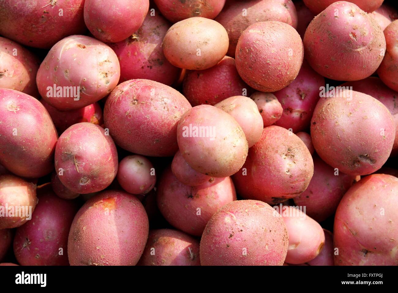 Nahaufnahme der Zuteilung Bio-Kartoffeln angebaut Stockfoto