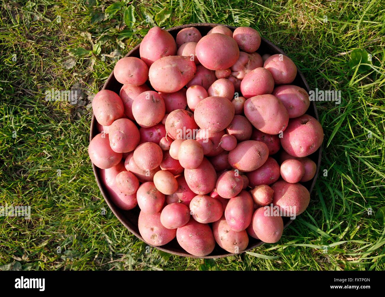 Gewaschenen Bio-Kartoffeln nach der Ernte bei einer Zuteilung Stockfoto