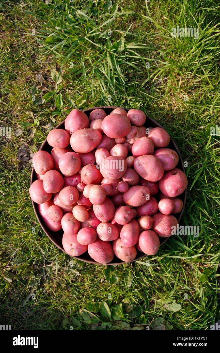 Gewaschenen Bio-Kartoffeln nach der Ernte bei einer Zuteilung Stockfoto