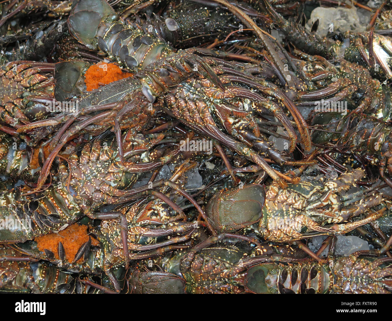 Langusten, Fischmarkt, Hurghada, Aegypten Stockfoto