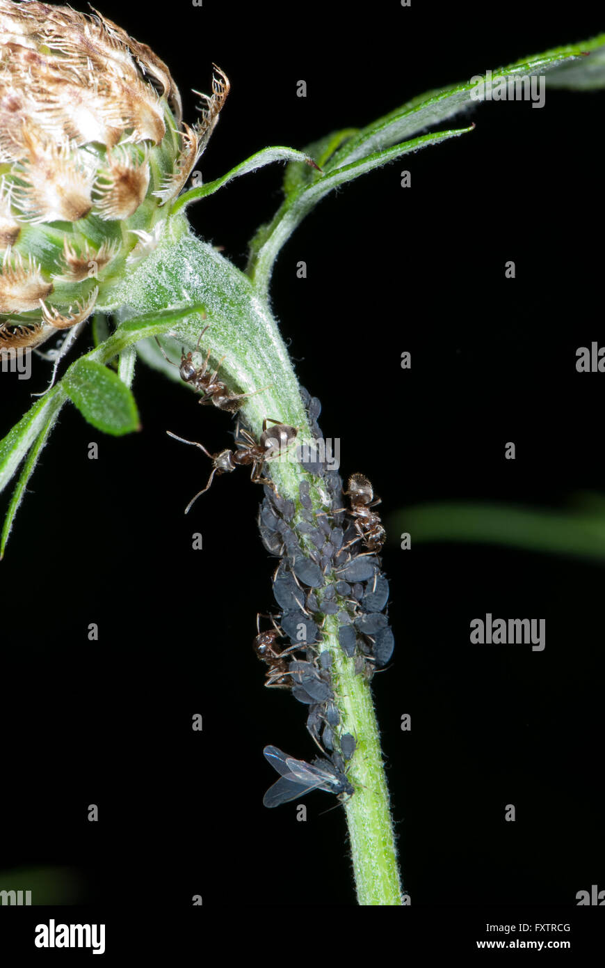 Ameisen Melken Pflanze Läuse auf eine Flockenblume Stockfoto