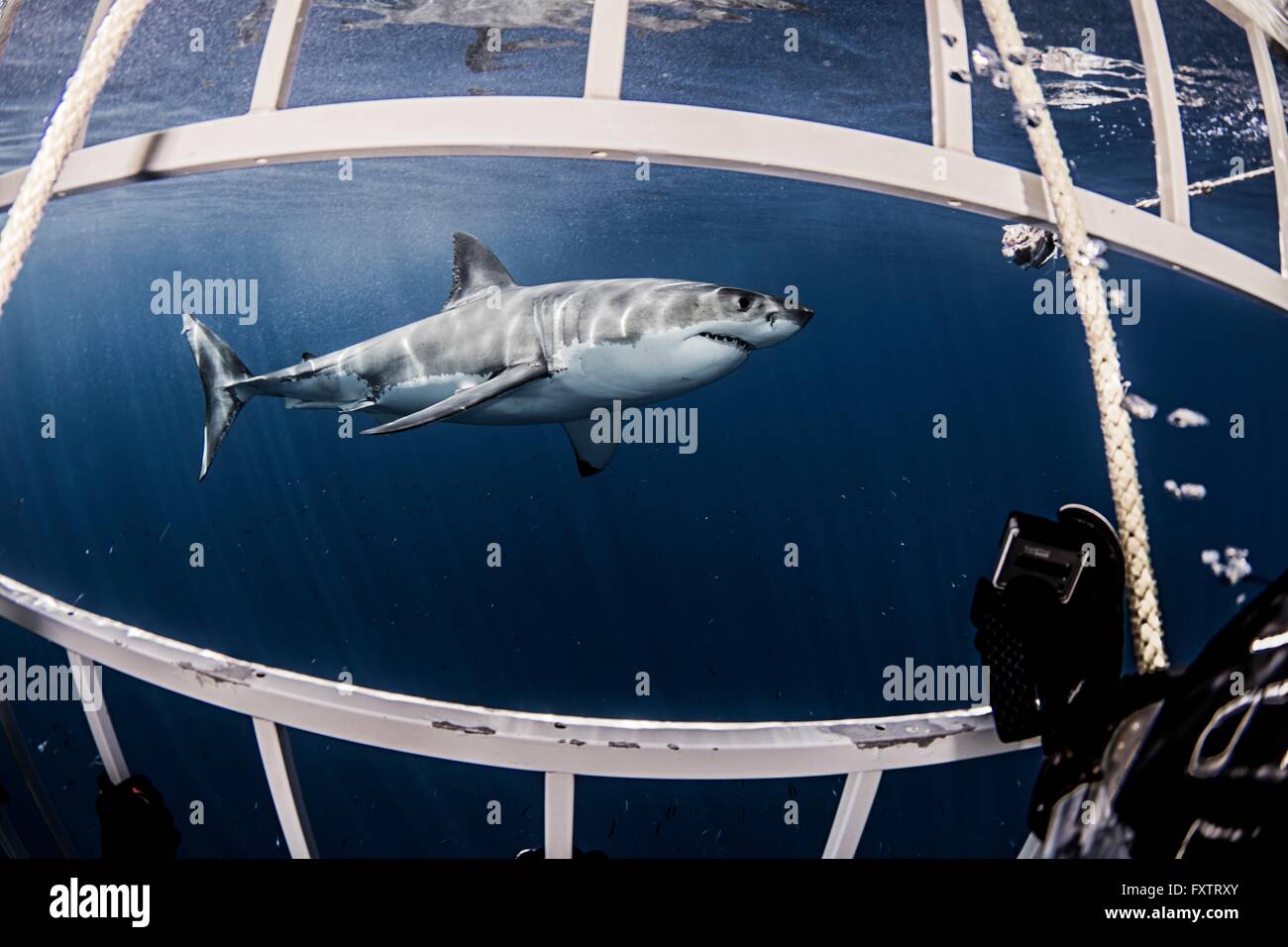 Unterwasser Seitenansicht von Great White Shark aus Haikäfig Stockfoto