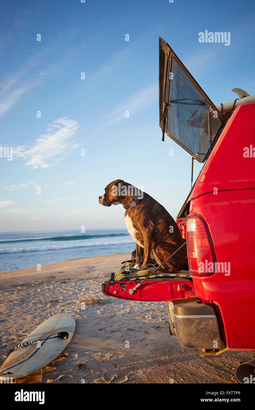 Hund auf der Rückseite des Autos am Strand Stockfoto