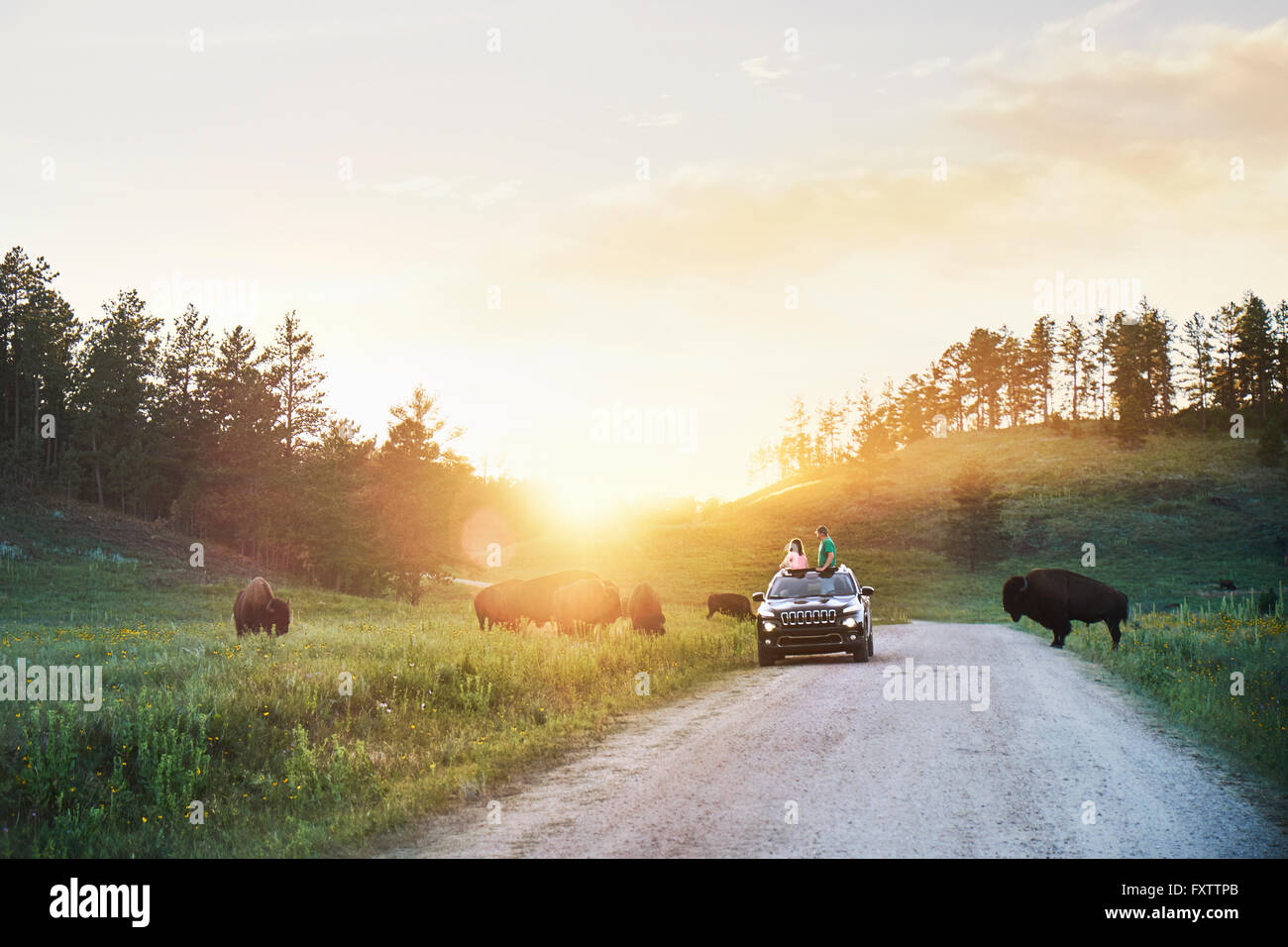 Vater und Tochter im Auto beobachten Bisons grasen auf der Wiese, Custer State Park in South Dakota Stockfoto