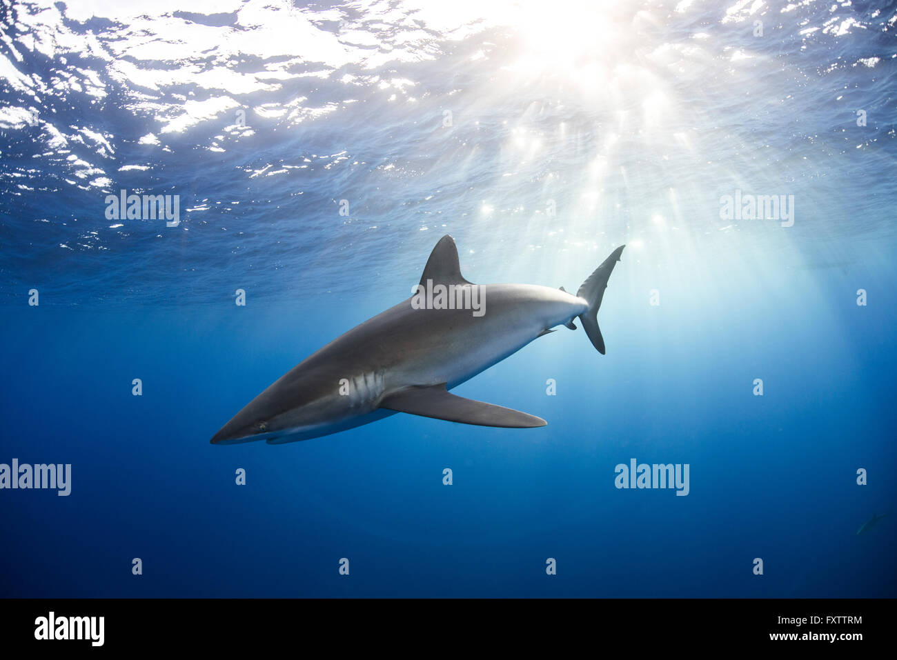 Neugierig seidig Hai (Carcharhinus Falciformis) schwimmen in der Nähe von Oberfläche Stockfoto