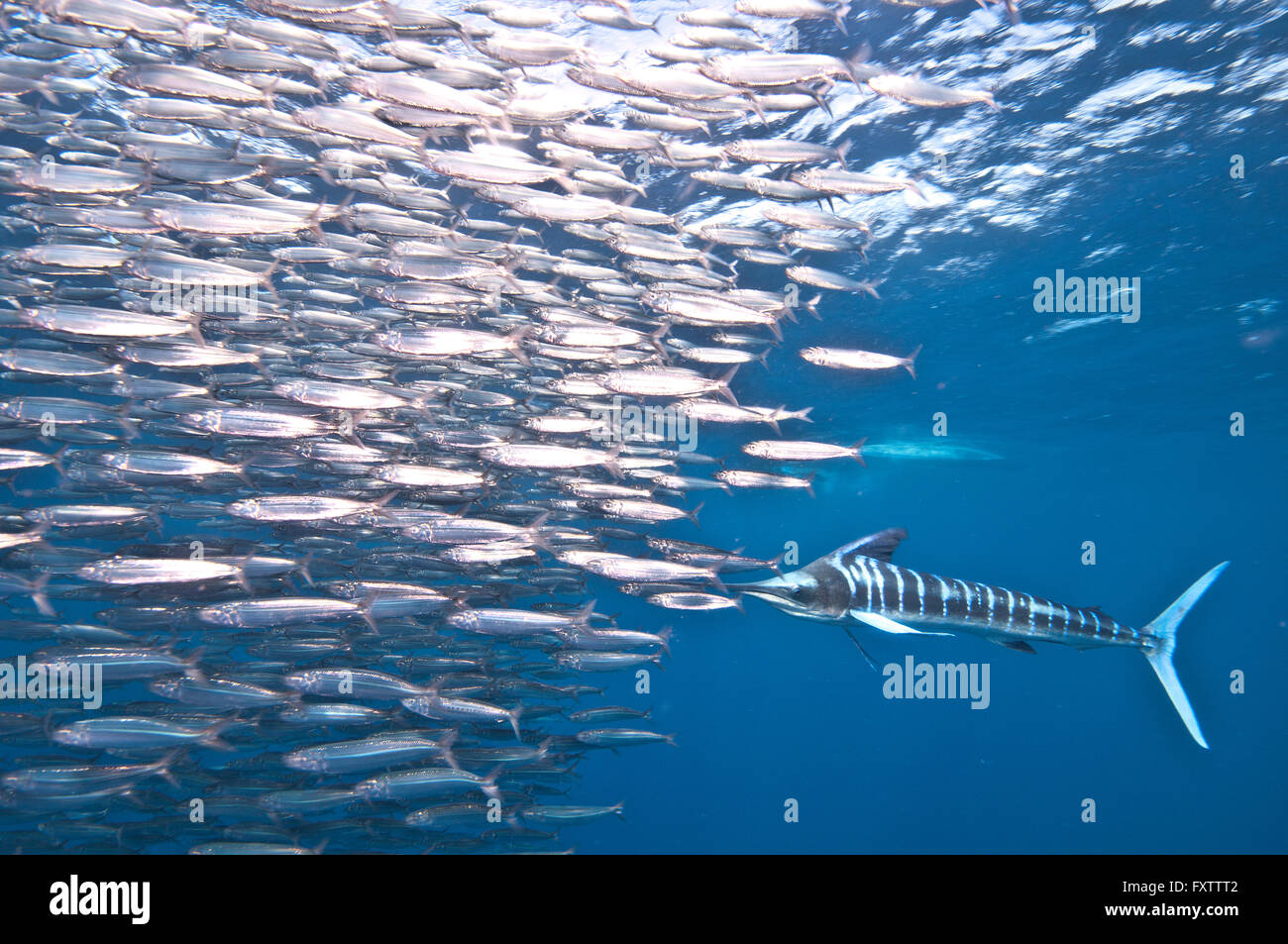 Gestreifter Marlin (Kajikia Audax) startet nach vorne im Schwarm der Sardinen Stockfoto