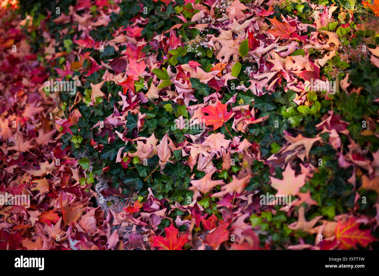Draufsicht der gefallenen Herbst Blätter Stockfoto