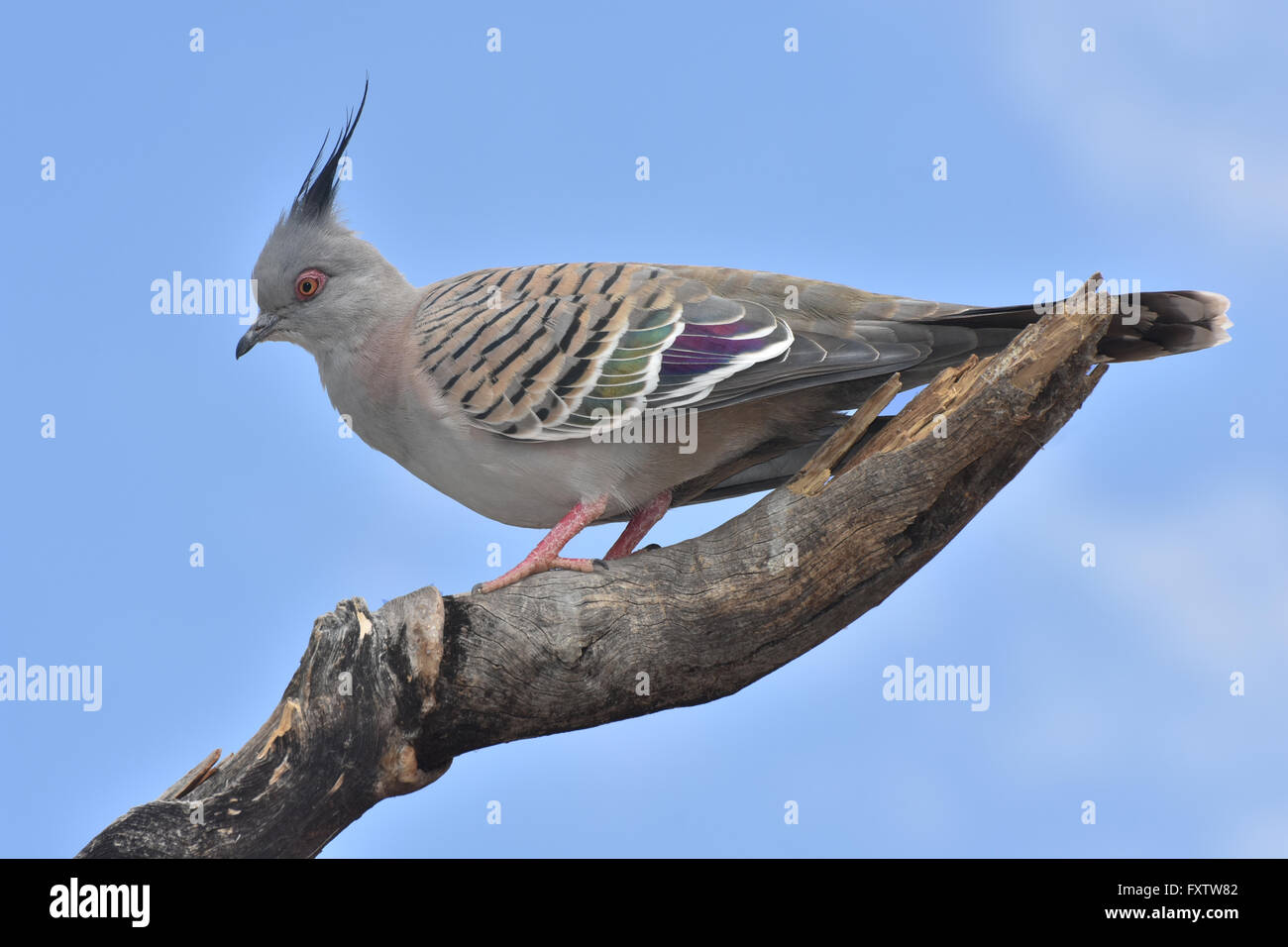 Crested Taube Ocyphaps Lophotes thront auf einem Zweig mit blauen Himmel dahinter in Zentral-Australien Stockfoto
