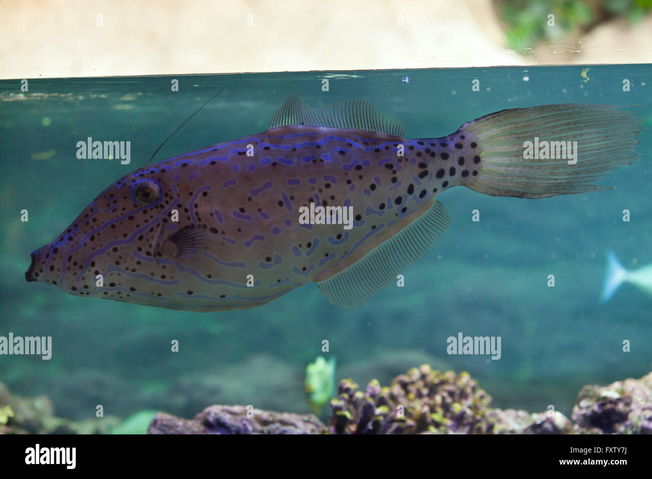 Kritzelte Lederjacke Feilenfisch (Aluterus Scriptus) in das Aquarium in Genua, Ligurien, Italien. Stockfoto