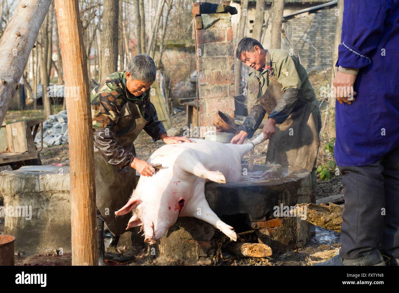 Schwein Schlachten in China ländlichen Gegend, Landschaft Stockfoto