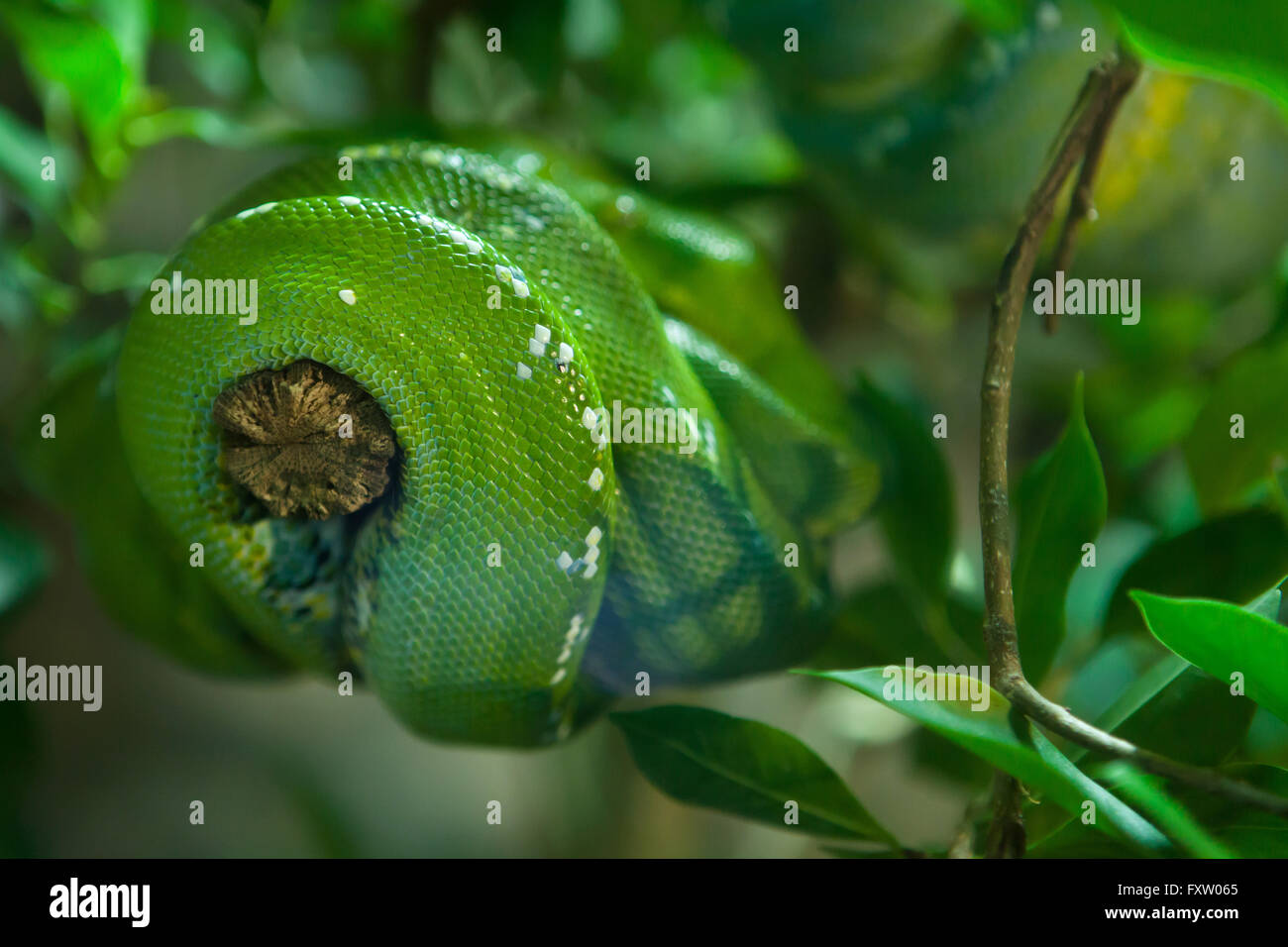 Grüner Baumpython (Morelia Viridis) in das Aquarium in Genua, Ligurien, Italien. Stockfoto
