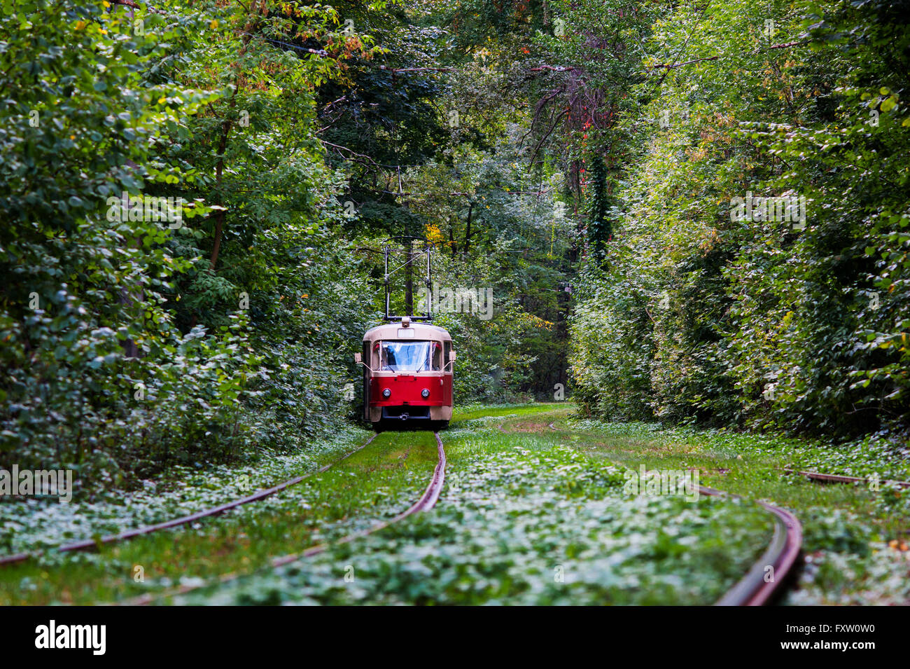 rote Straßenbahn fährt durch die Bäume im park Stockfoto