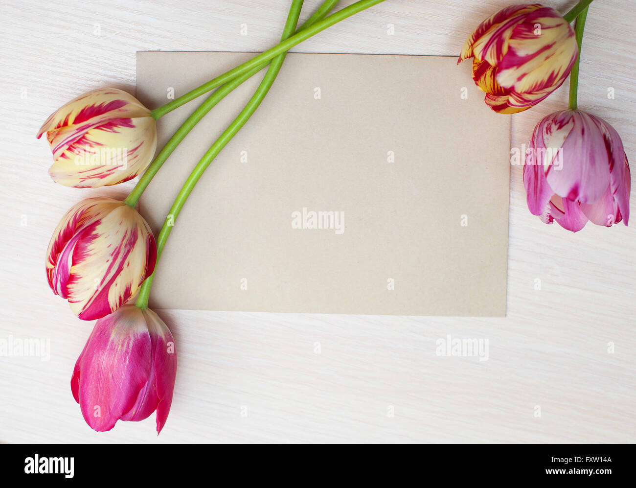 Tulpen auf weißem Hintergrund mit Platz für text Stockfoto