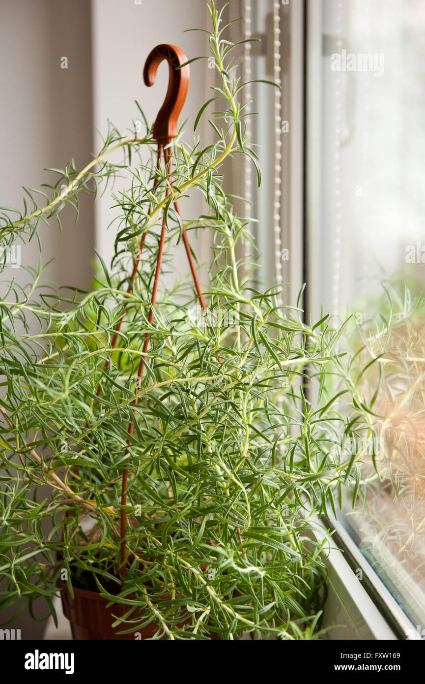 Rosmarin-Pflanze wächst auf Fensterbank, frische Rosmarinus Officinalis duftende immergrüne Küchenkraut in braunen Kunststoff Blumentopf. Stockfoto