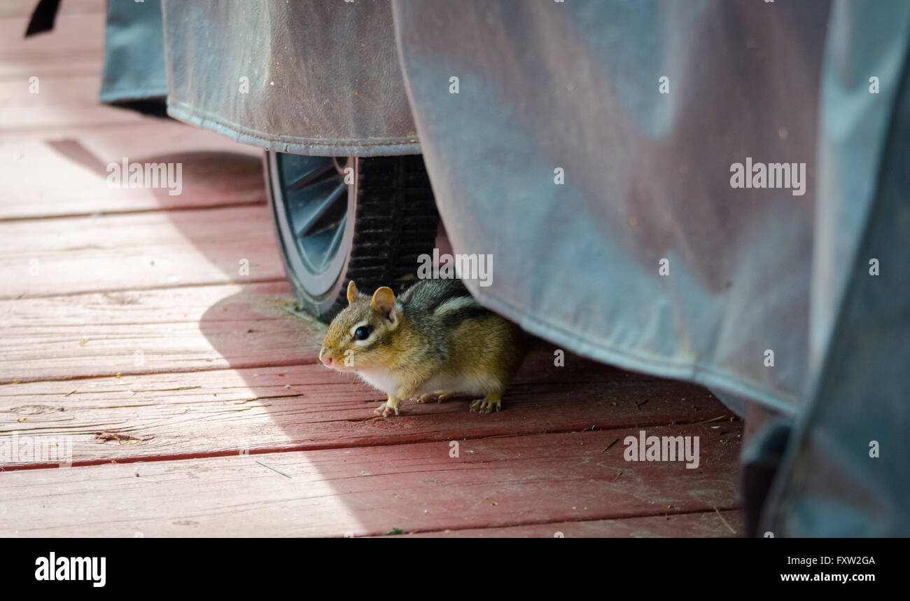 Streifenhörnchen kommt aus seinem Versteck auf einem Deck, angezogen durch Angebote von Erdnüssen, ein beliebter Leckerbissen. Stockfoto