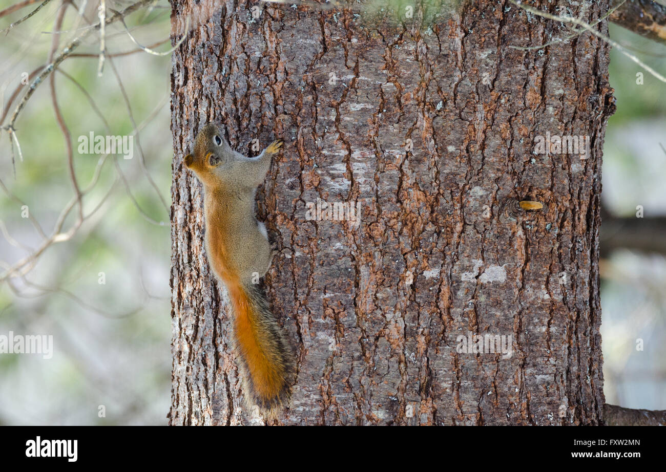 Feuriges orange Frühling rote Eichhörnchen, voller Länge auf einem Baum.  Schnelle kleine Waldbewohner rannten Waldbäumen. Stockfoto
