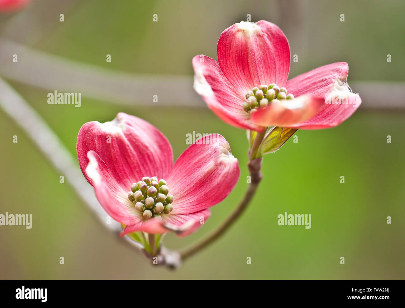 Rote Blume Detail der rote Hartriegel Stockfoto