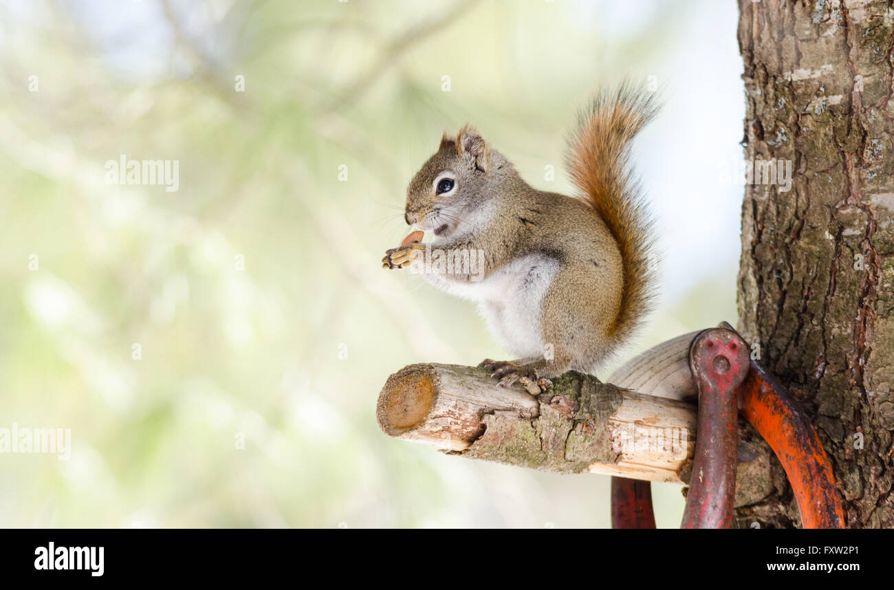 Liebenswerte, Frühling rote Eichhörnchen, Nahaufnahme, sitzt auf einem gebrochenen Zweig stumpf auf einer Nord-Ontario-Kiefer. Stockfoto