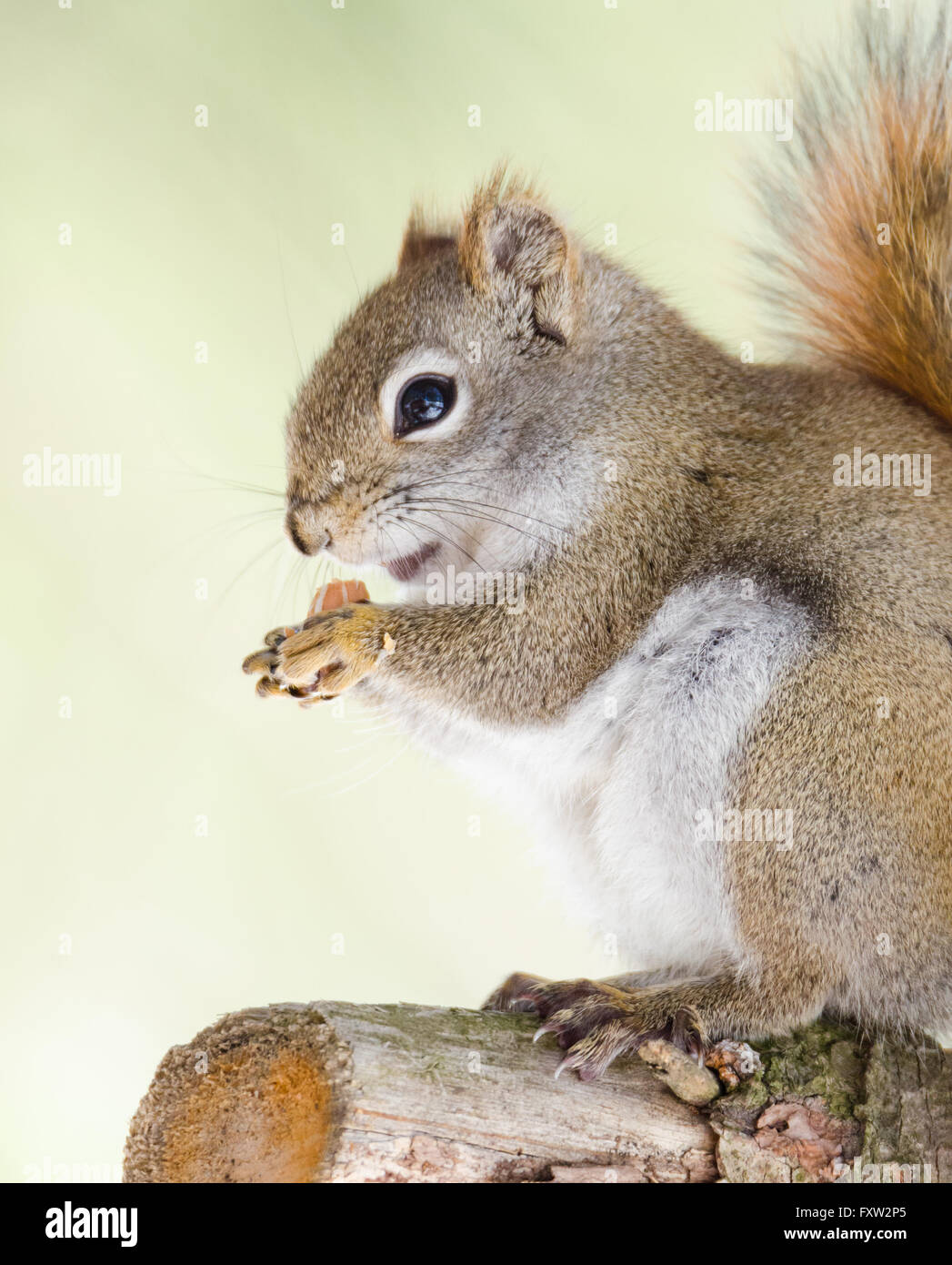Liebenswerte, Frühling rote Eichhörnchen, Nahaufnahme, sitzt auf einem gebrochenen Zweig stumpf auf einer Nord-Ontario-Kiefer. Stockfoto