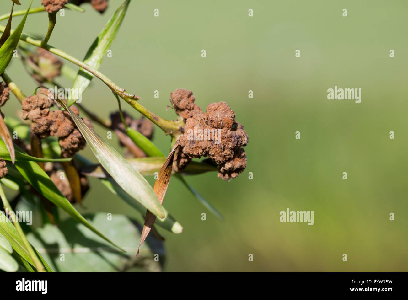 Asche wichtige Gall; Aceria Fraxinivorus Auswirkungen der Blumenkohl Gall Mite auf Asche Schlüssel Cornwall; UK Stockfoto