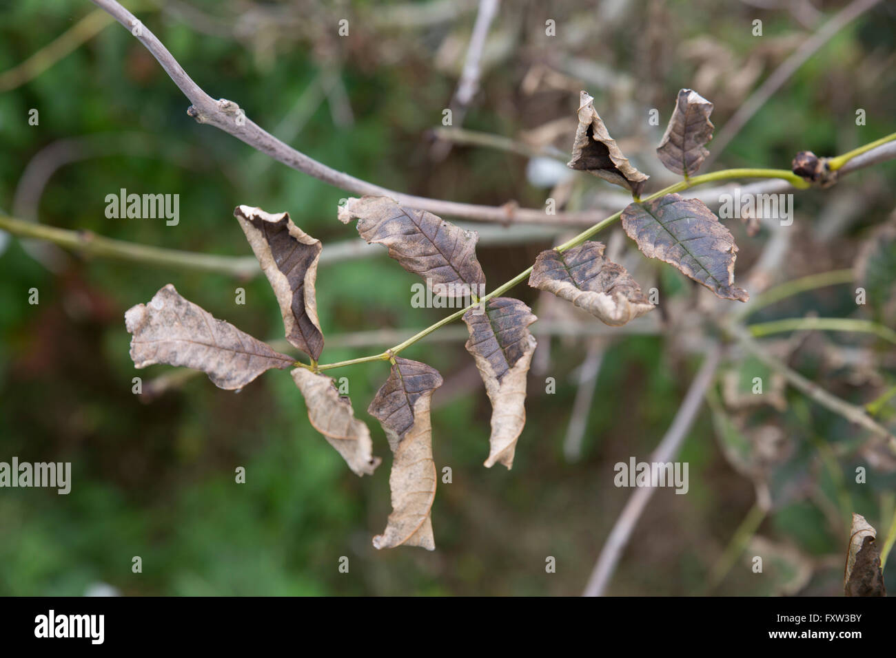 Esche; Fraxinus Excelsior Blätter sterben Yorkshire; UK Stockfoto