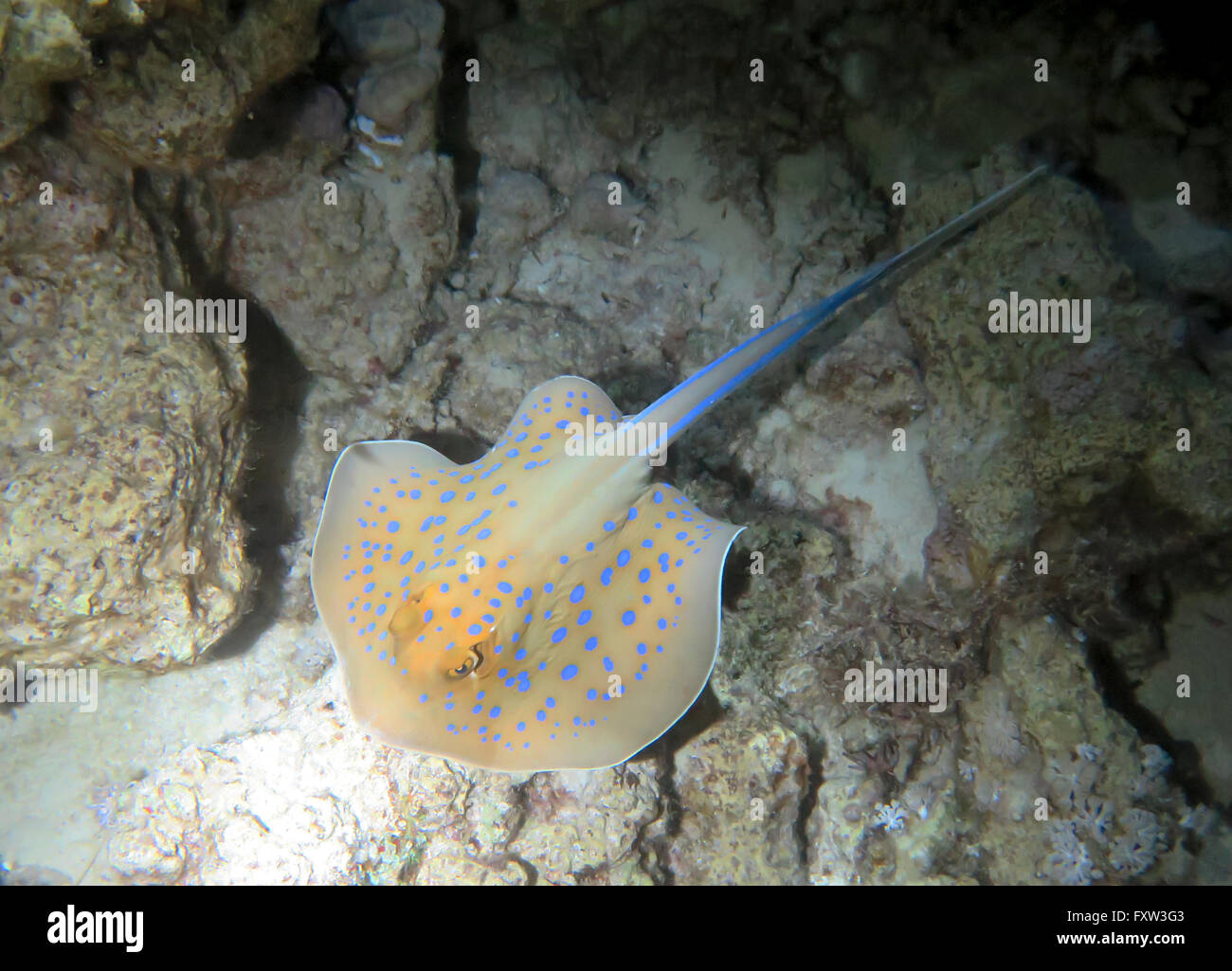 Blaupunkt-Stechrochen (Taeniura Lymma), Brother Islands, Rotes Meer, Aegypten Stockfoto