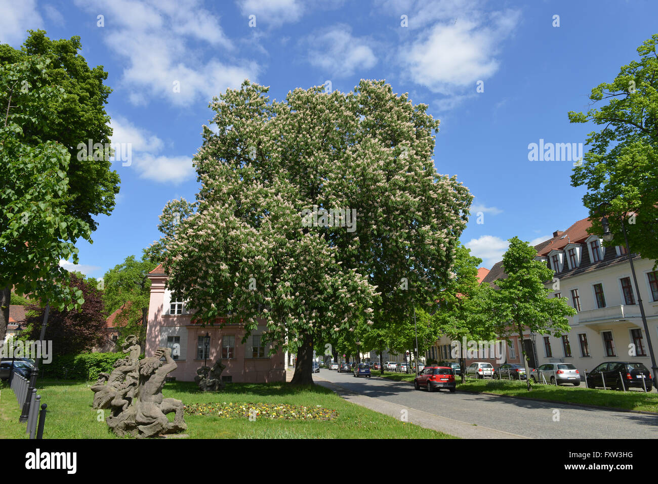 Kastanie, Dominsel, Brandenburg an der Havel, Brandenburg, Deutschland Stockfoto