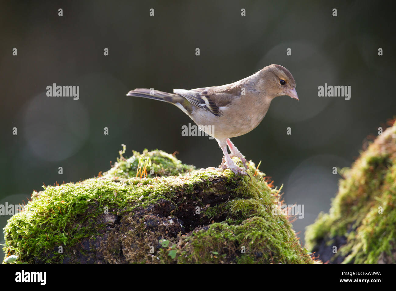 Buchfink; Fringilla Coelebs Weibchen auf Moss Cornwall; UK Stockfoto