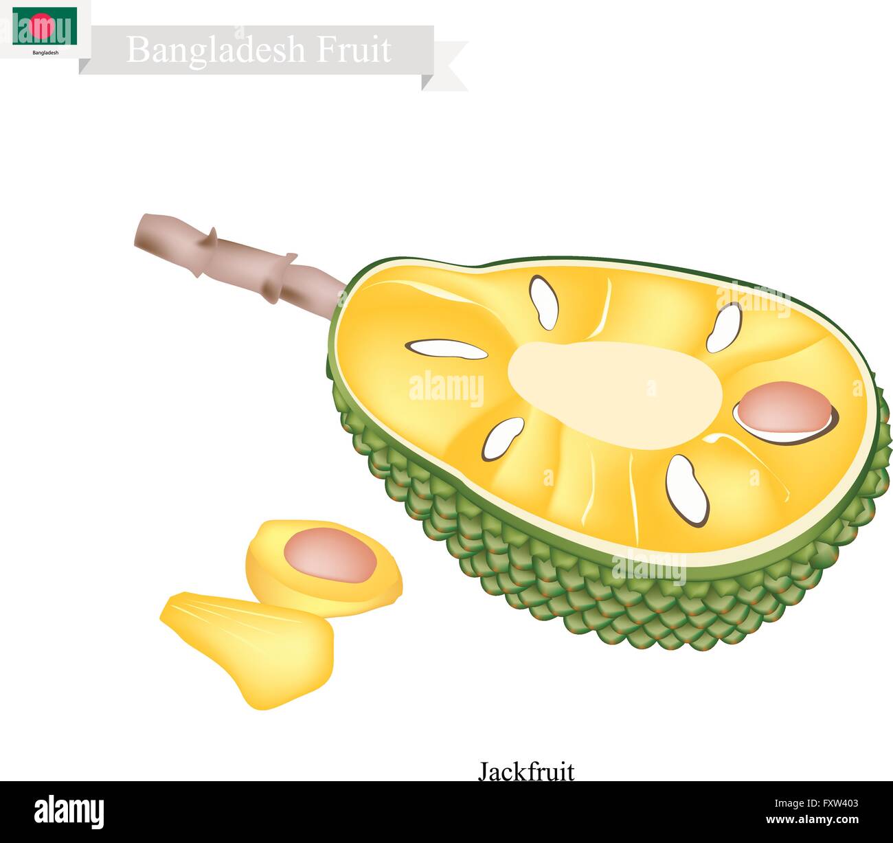 Bangladesch Frucht, reif und süß Jackfruit. Eine der beliebtesten Früchte von Bangladesch. Stock Vektor