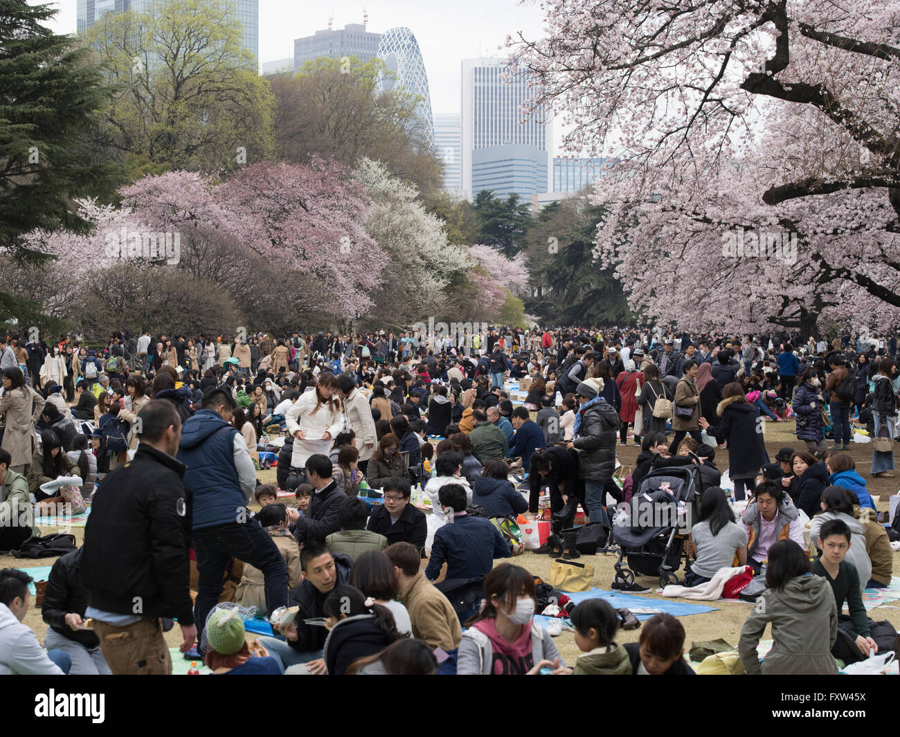 Hanami Cherry Blossom Parteien in Shinjuku Gyōen, Tokio Stockfoto