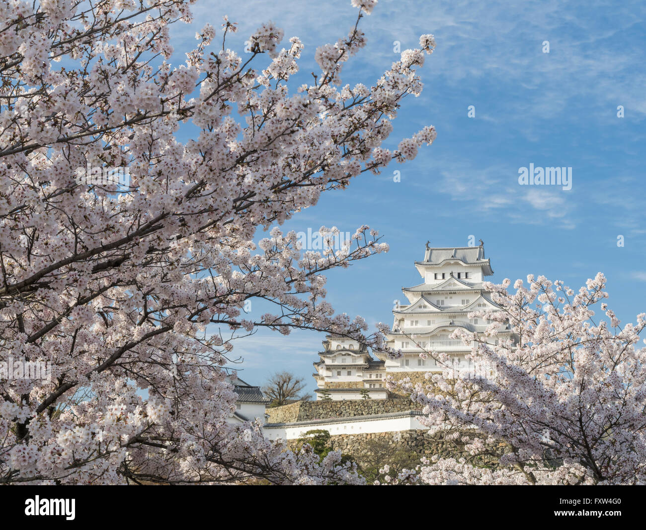 Burg Himeji und Cherry Blossom nach der Renovierung im Jahr 2015 abgeschlossen. Himeji Hyogo-Präfektur, Japan. Stockfoto