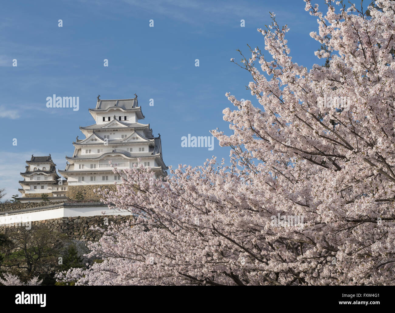 Burg Himeji und Cherry Blossom nach der Renovierung im Jahr 2015 abgeschlossen. Himeji Hyogo-Präfektur, Japan. Stockfoto