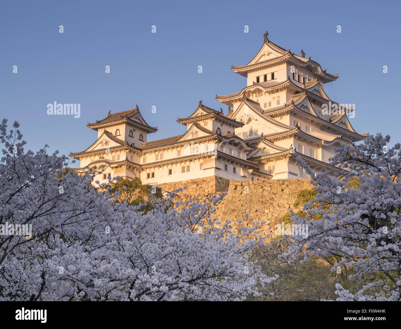 Burg Himeji und Cherry Blossom nach der Renovierung im Jahr 2015 abgeschlossen. Himeji Hyogo-Präfektur, Japan. Stockfoto