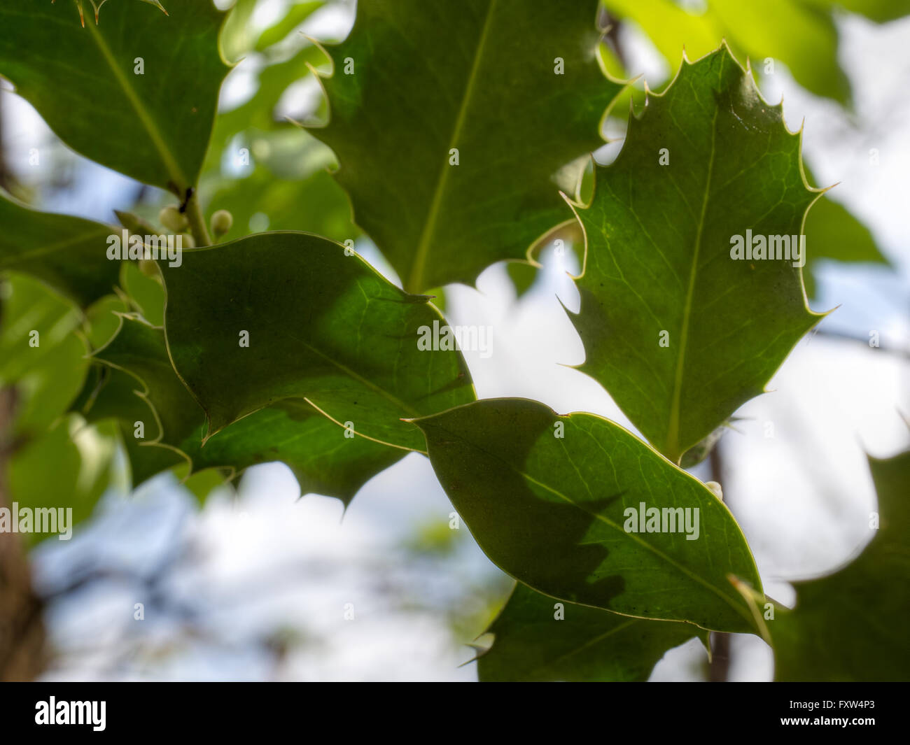 Ilex-Detail. Einige Blätter ohne Dornen, wilde Stechpalme Bush, Gegenlicht. Stockfoto