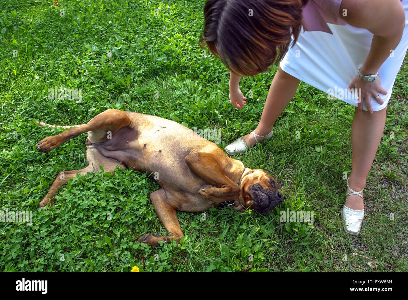Frauenhund unterordnen sich einem unterwürfigen Zustand Stockfoto