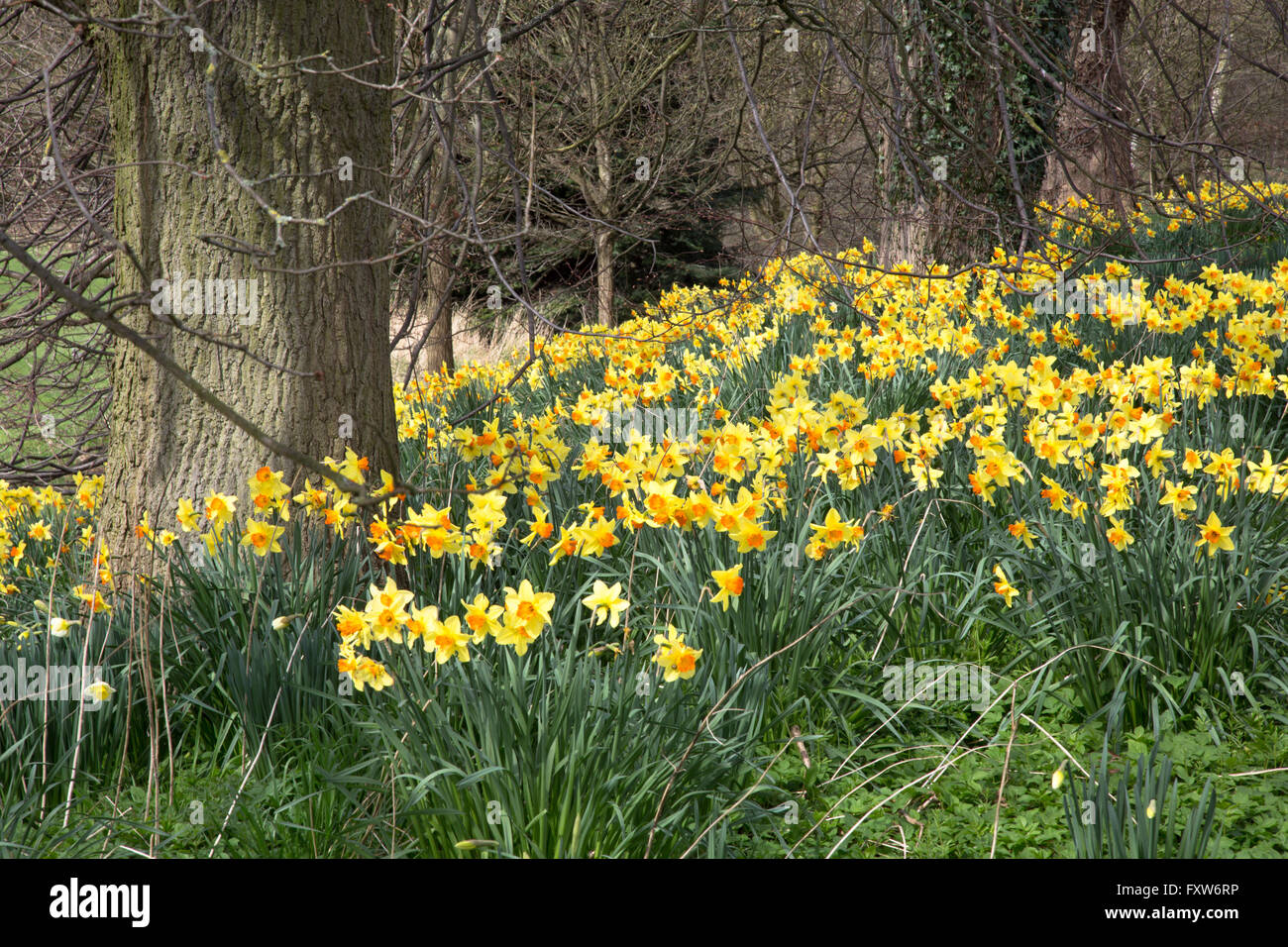 Narzissen (möglicherweise JonQuilla) massenhaft in den Wäldern rund um Durham, England. Stockfoto