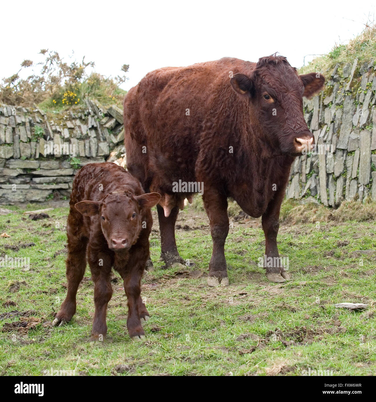 Kuh und Baby Kalb Stockfoto